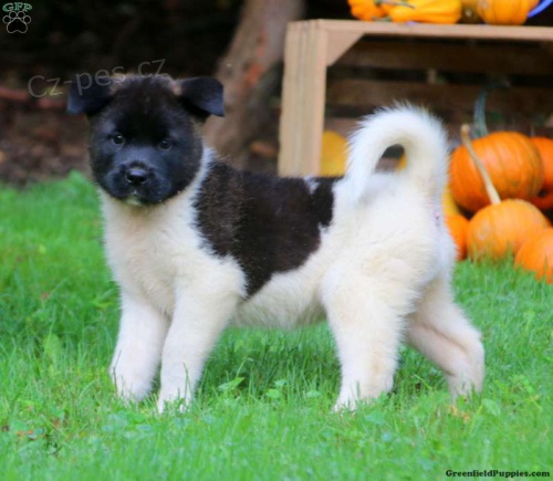 Prodej krásných štěňátek pejska a fenky Akita Inu.
