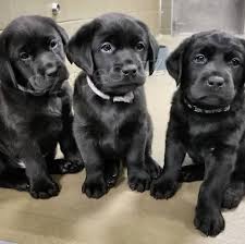 Očkovaná a velmi zdravá štěňata labradorského retrívra
