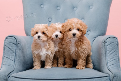 Maltipoo štěňata jako dárek.