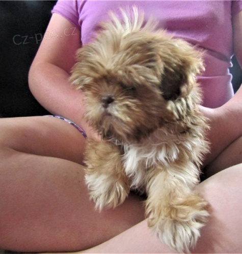 Krásná štěňátka shih tzu