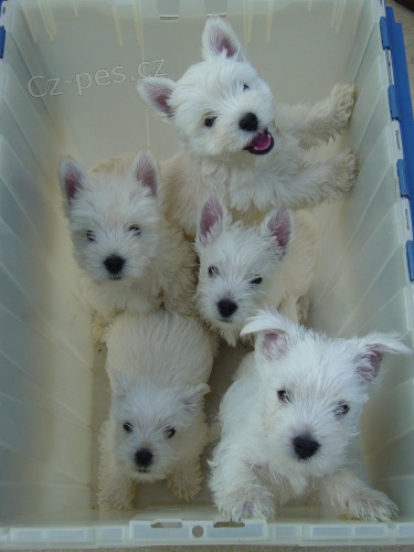 Prodám štěňata West Highland White Terriers