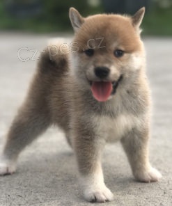 Prodám štěňata SHIBA INU