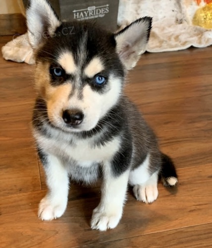Vánoce a nový rok sibiřský husky k adopci