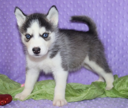 očkovaný a zdravý sibiřský husky k adopci