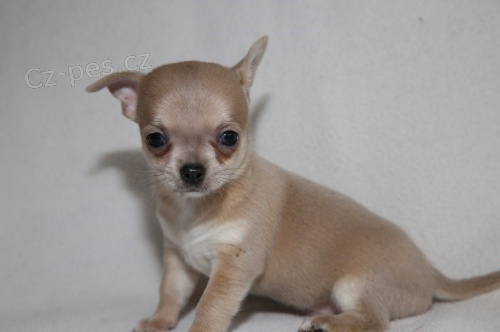 čivava mini štěňata na čaj k adopci.