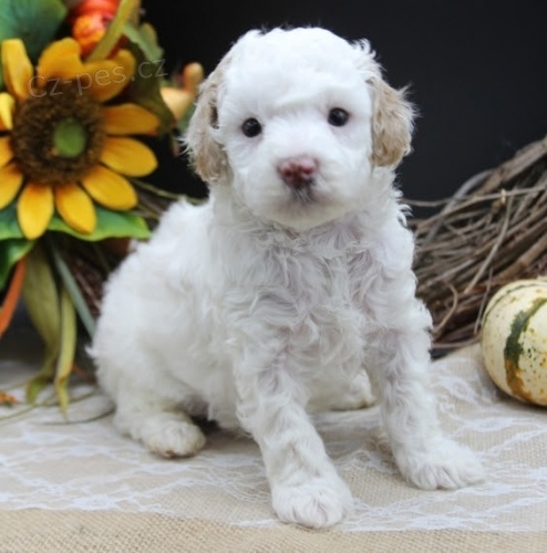 Štěňátka BÍLÉHO trpasličího pudla k ADOPCI