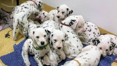 očkovaná štěňata dalmatinů k adopci.