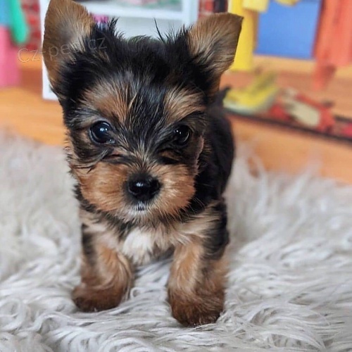 štěňata yorkie k dispozici a připravena k adopci.