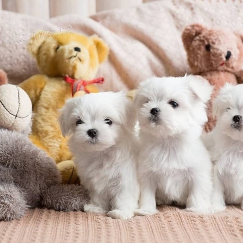 zdravá mini krásná štěňátka maltézáčků k adopci.