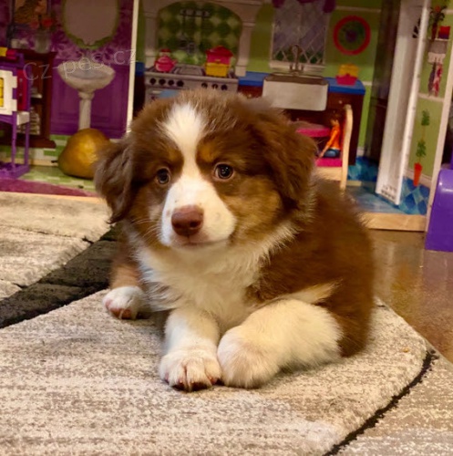 Štěňata australského ovčáka k adopci.