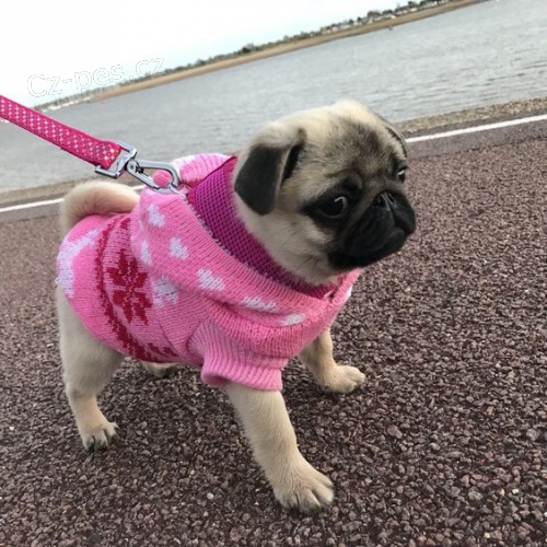 štěňata mopsů k adopci