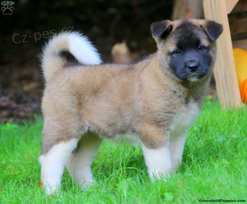 štěňata Akita inu k adopci