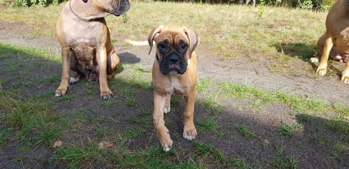 Štěňata boxerů jsou nyní k dispozici pro adopci