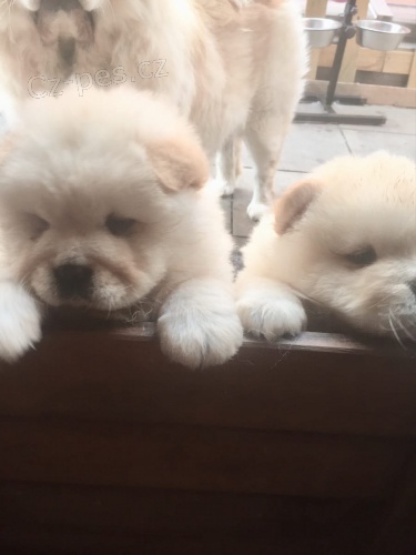 Chow chows (Cau cau)   , záznamy veterináře a 1yr záruka genetického zdraví.