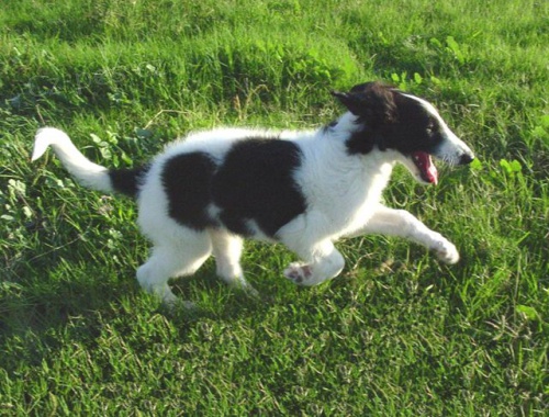 štěňata barzojů k adopci