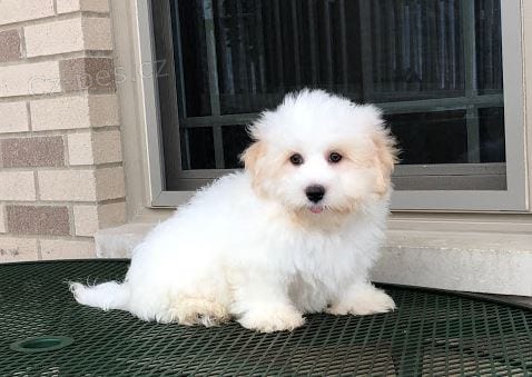 Prodám štěňata Coton de Tulear