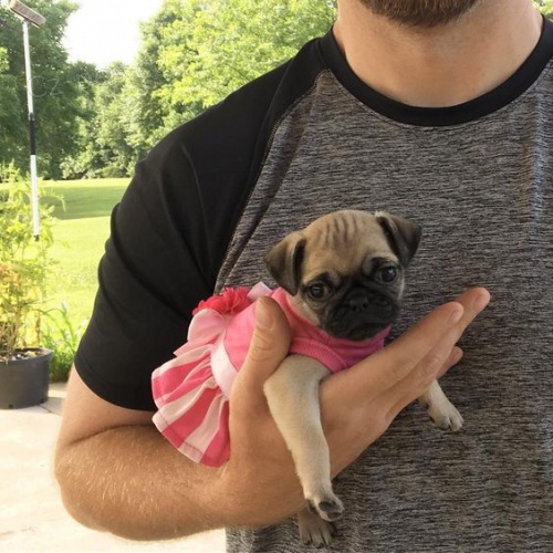 Krásná štěňata pejska a fenky mops k adopci
