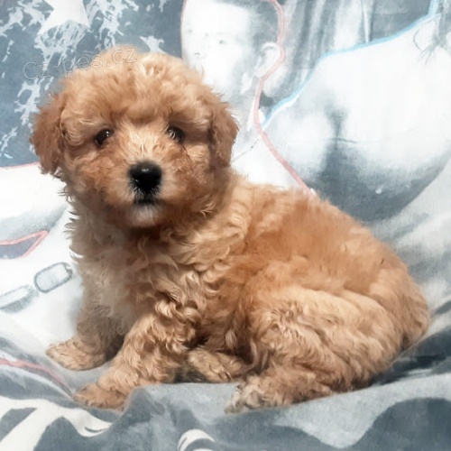 Štěňata trpasličího pudla k adopci.