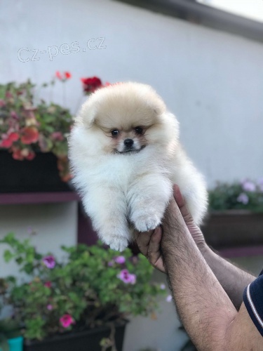 pomeranian štěňata k adopci