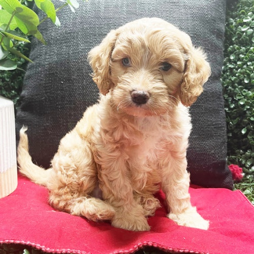 Zdravá a krásná štěňátka pejska a fenky Cavapoo na prodej.