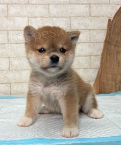 Prodám roztomilá štěňátka mini shiba inu