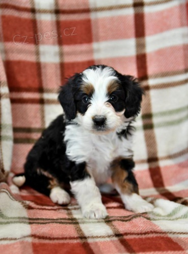nádherná štěňátka Bernedoodle hledají věčný domov