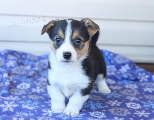 nádherná štěňátka welsh corgi (Pembroke) hledající věčný domov