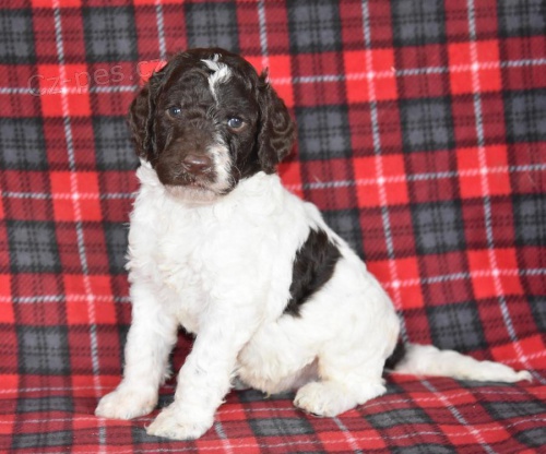 nádherná štěňátka Sheepadoodle hledají věčný domov