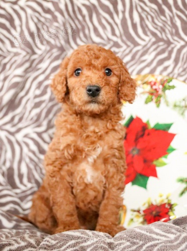 nádherná štěňátka Goldendoodle hledají věčný domov