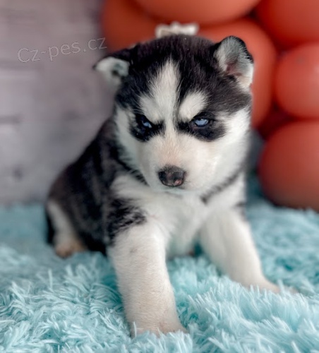 štěňata sibiřského huskyho