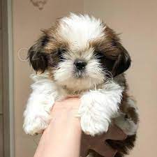 Štěňata Shih Tzu k adopci.
