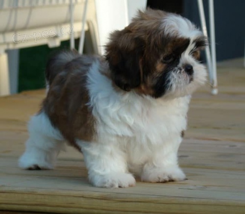 socializovaná štěňata Shih Tzu dostupná k adopci.