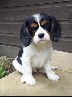 Prodám štěňata kavalír king charles španěl