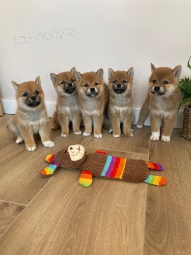 Shiba Inu Štěňata.