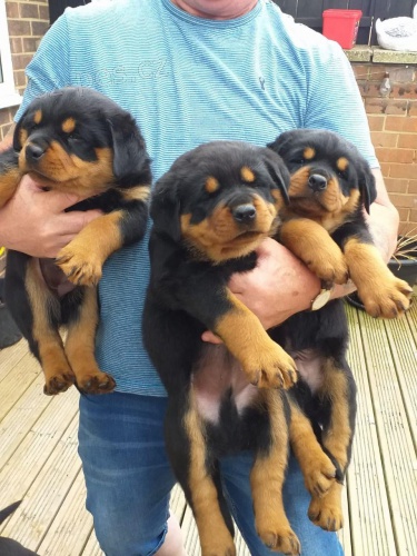 Štěňata rottweilerů.