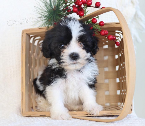 Shih Tzu Štěňata.