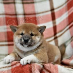 Shiba Inu Štěňata.