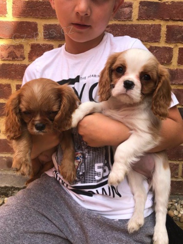 King Charles Cavalier Španěl štěňata.