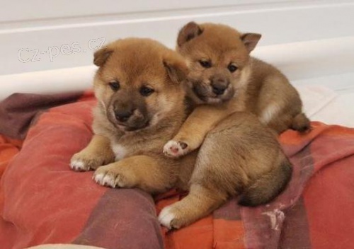 Shiba Inu Štěňata.