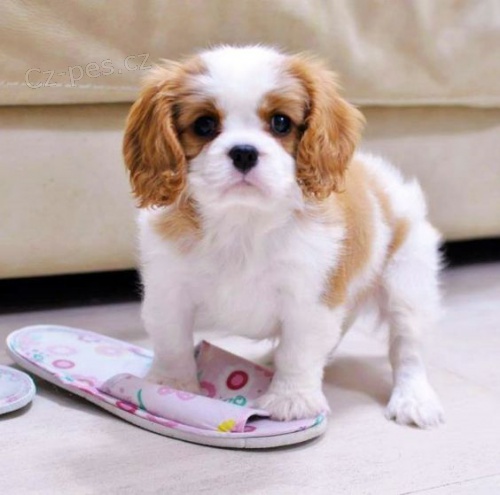 Prodám štěňata kavalír King Charles španěl.