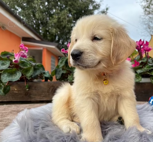 štěňata Zlatý retriever k dispozici