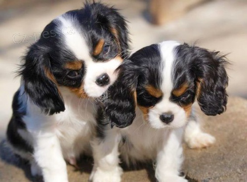 Štěňata kavalír King Charles španěl k adopci. Jsou očkovaná a odčervená.