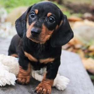 Štěňata ohaře jezevčíka k adopci