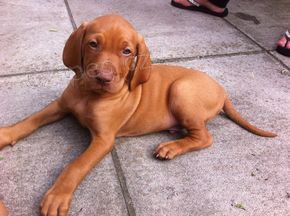 Štěňata Vizsla k adopci