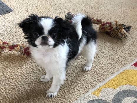 Prodám štěňata Japanese Chin