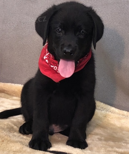 Zdravá štěňata labradorského retrívra k adopci.