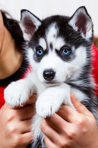 sibiřský husky s krásnýma modrýma očima. Štěňátka jsou všechna odčervená, očkovaná a socializovaná. Jsou připraveni k adopci.
