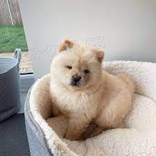 Doma vychovávaná štěňata Chow Chow.