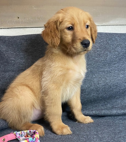 štěňata zlatého retrívra k adopci.