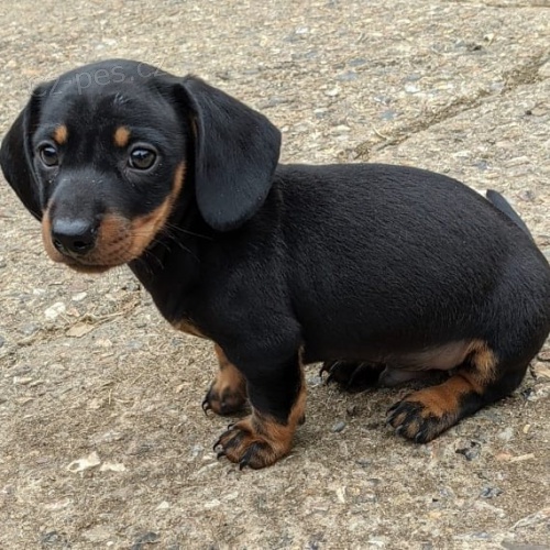 zdravá štěňata jezevčíků k adopci